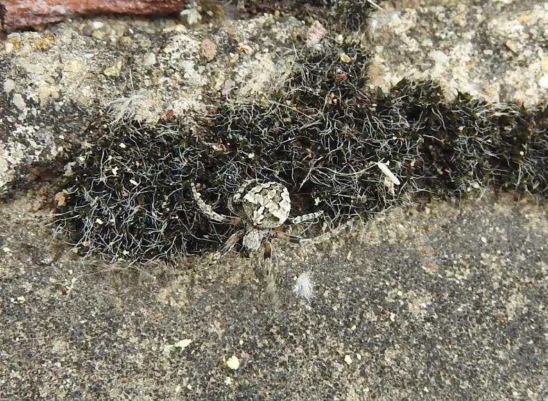 Araneus sp.  e Araneus cfr. angulatus - Gorgoglione (MT)